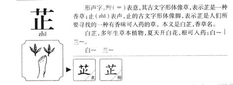 芷 意思